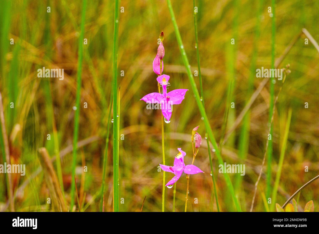 Rose pogonia orchid in the Fen, Bruce Peninsula National Park, Ontario, Canada Stock Photo