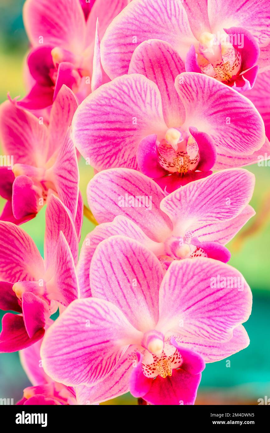 Indoor orchid blooms, Greater Sudbury, Ontario, Canada Stock Photo