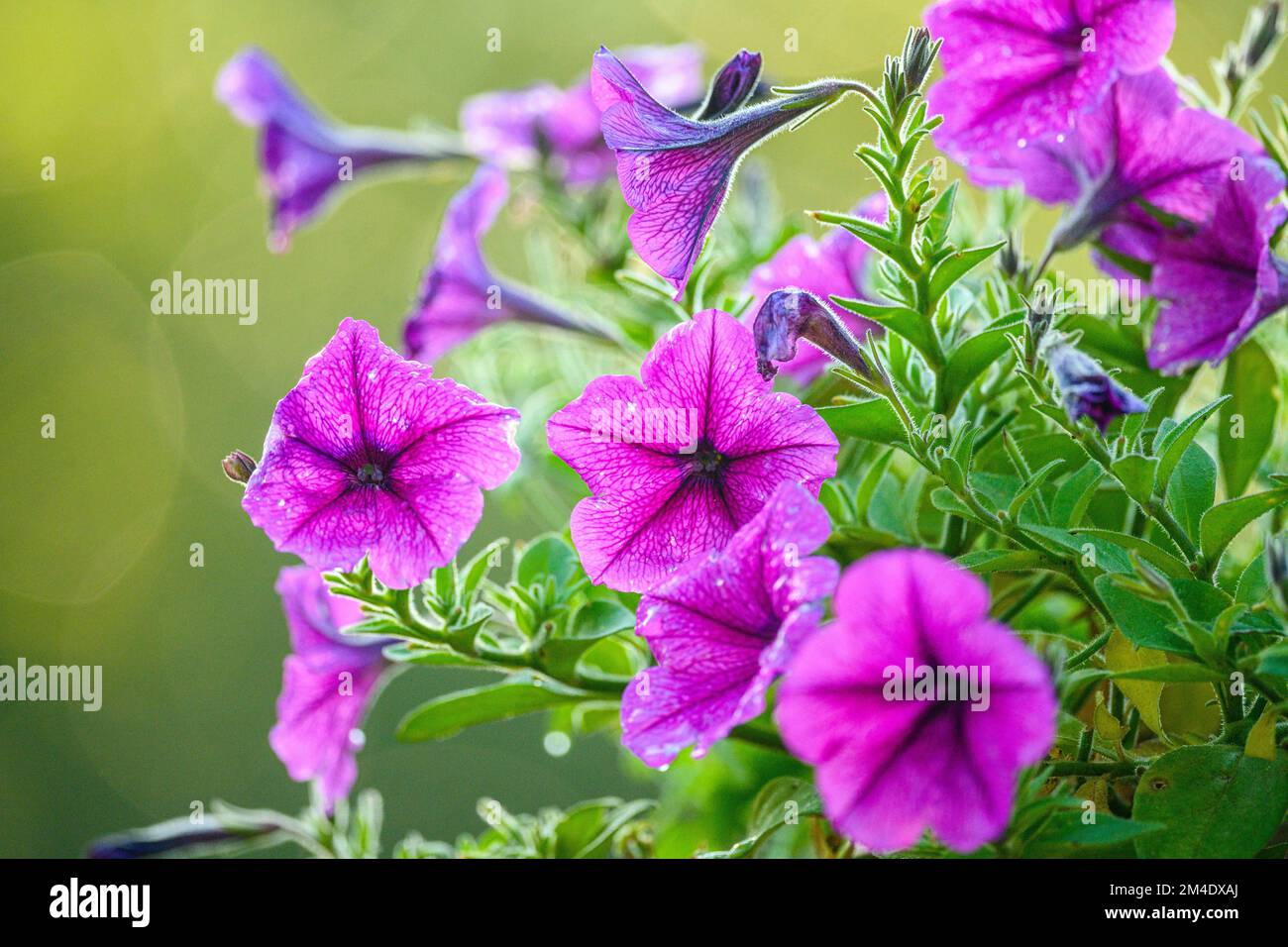 Outdoor garden flowers hi-res stock photography and images - Alamy