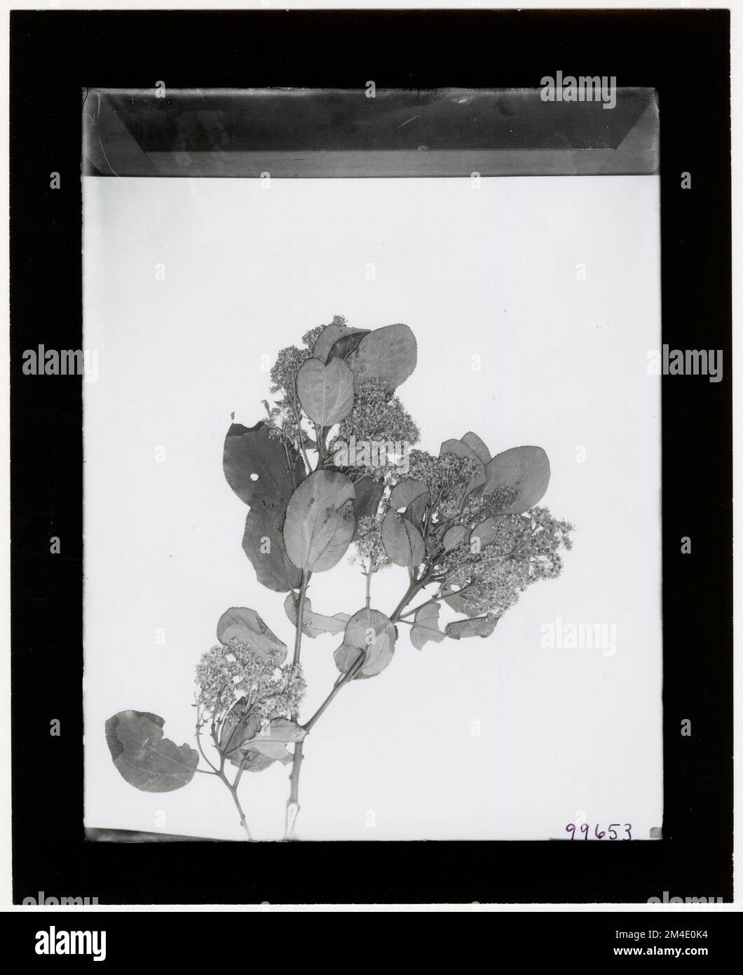 Tree Identification - Herbarium Specimen. Photographs Relating to National Forests, Resource Management Practices, Personnel, and Cultural and Economic History Stock Photo