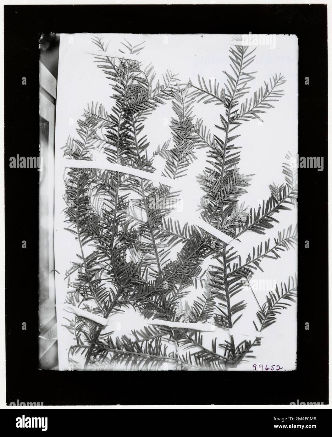 Tree Identification - Herbarium Specimen. Photographs Relating to National Forests, Resource Management Practices, Personnel, and Cultural and Economic History Stock Photo