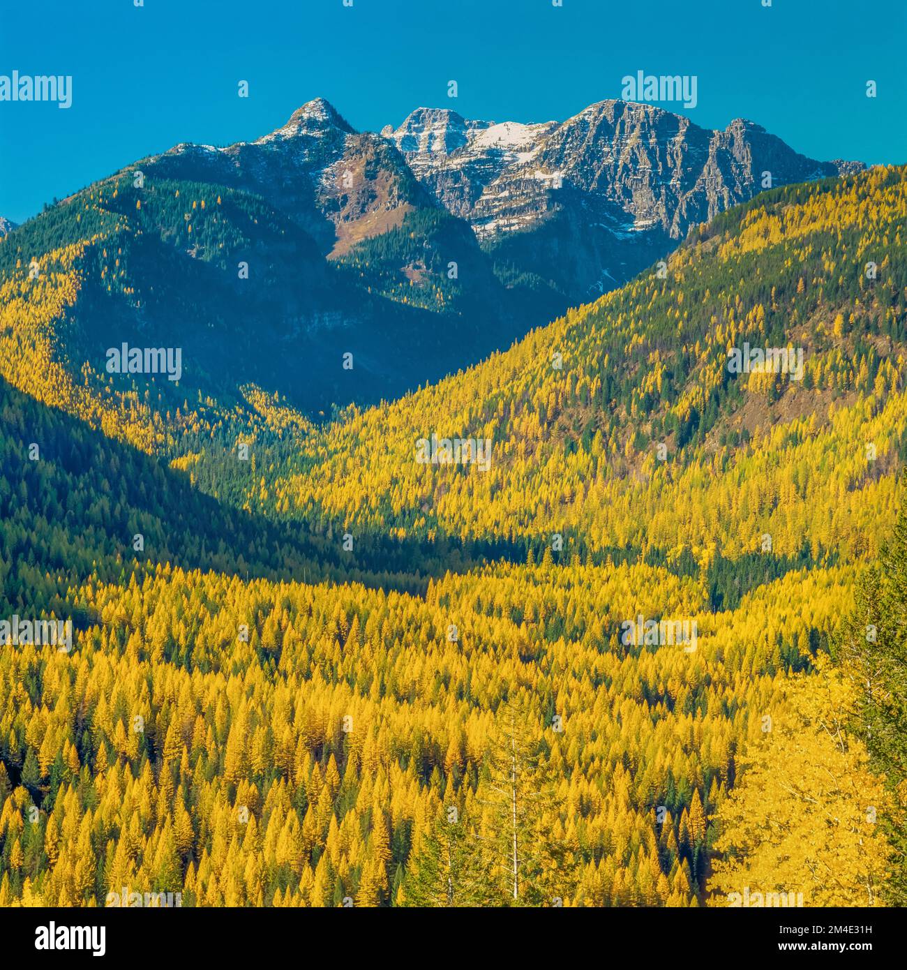 peaks of the mission mountains above autumn larch in the elk creek valley near condon, montana Stock Photo