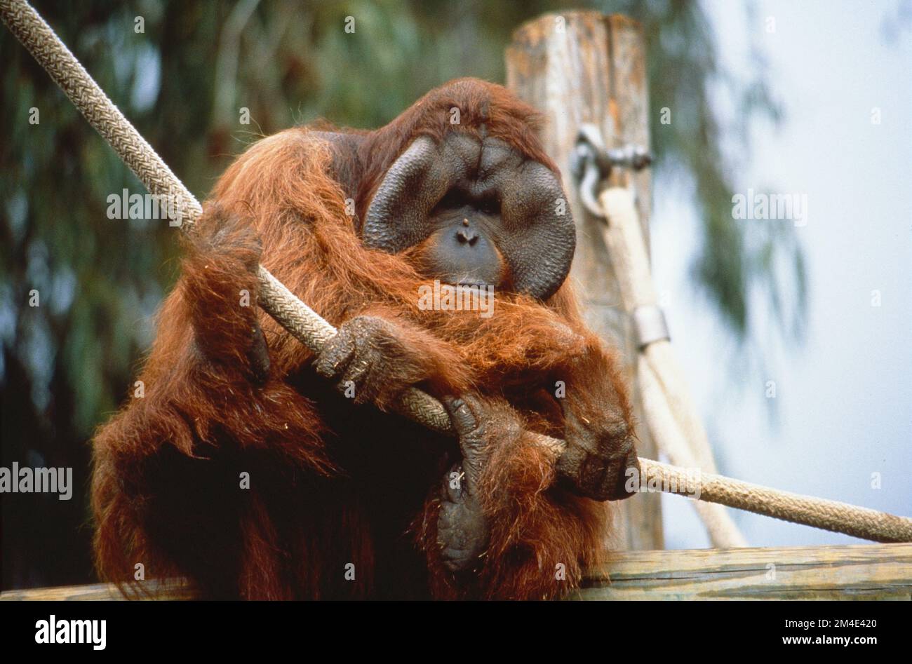 Orangutan holding onto a rope while looking at the camera in the zoo Stock Photo