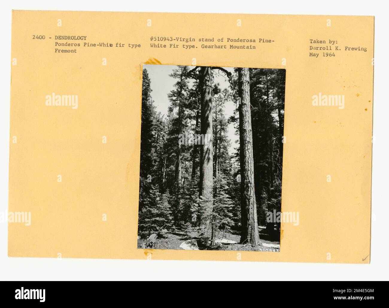 Timber Stand Improvement General. Photographs Relating to National Forests, Resource