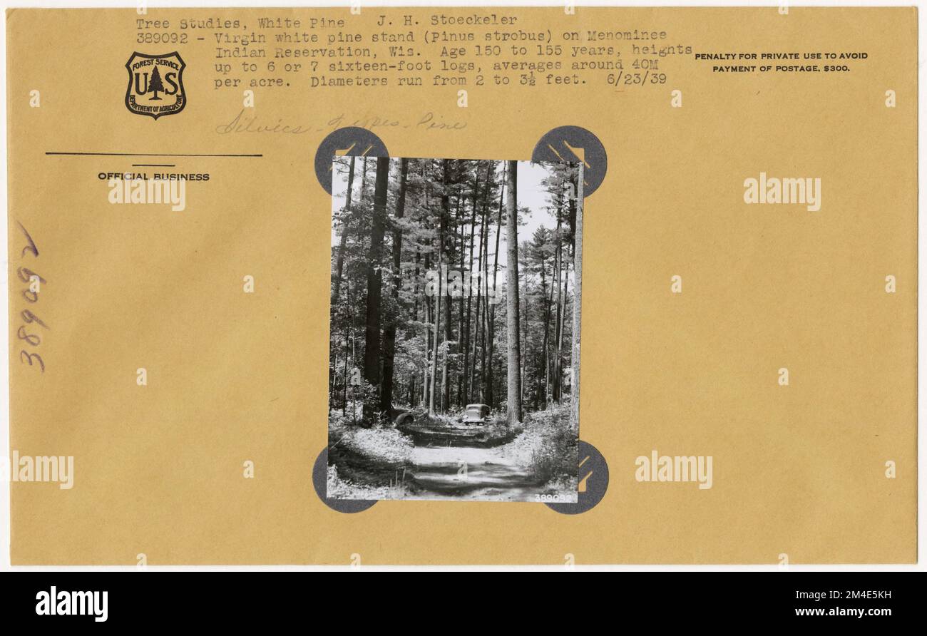 Timber Stand Improvement General. Photographs Relating to National Forests, Resource