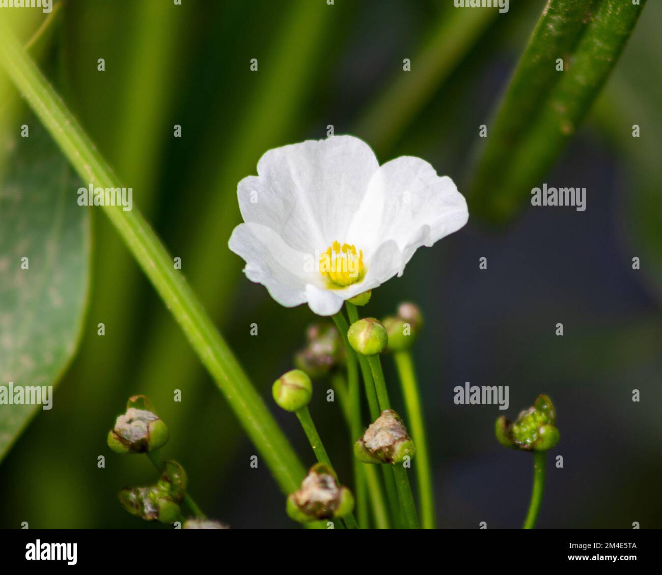 Flowering aquatic plant in Puchong City Park Stock Photo
