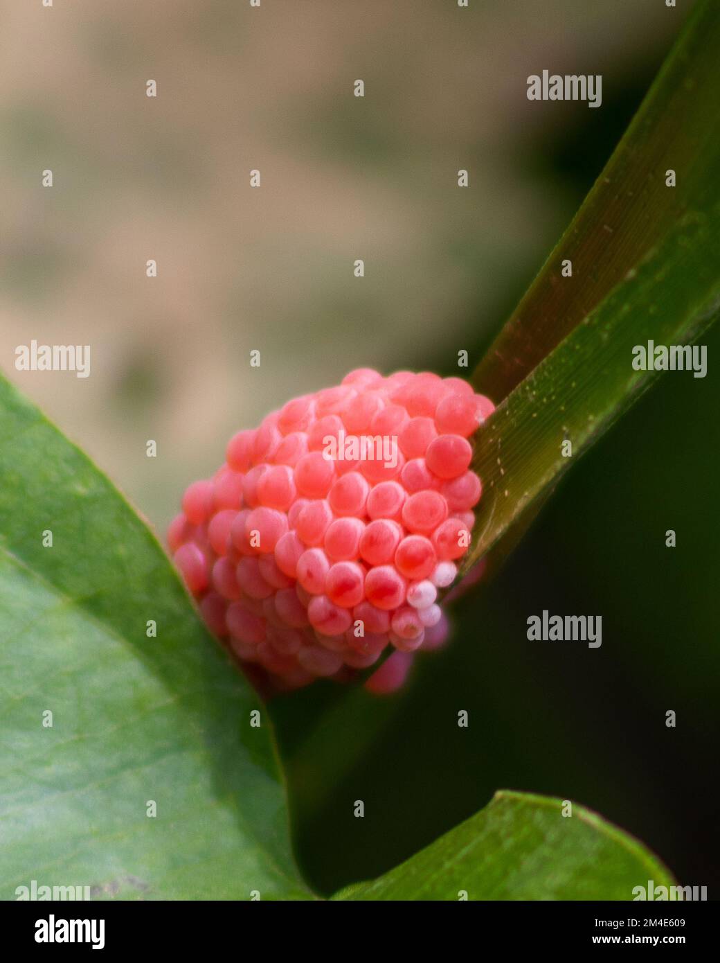 Eggs of the apple snail, also known locally as siput gondang. It is an
