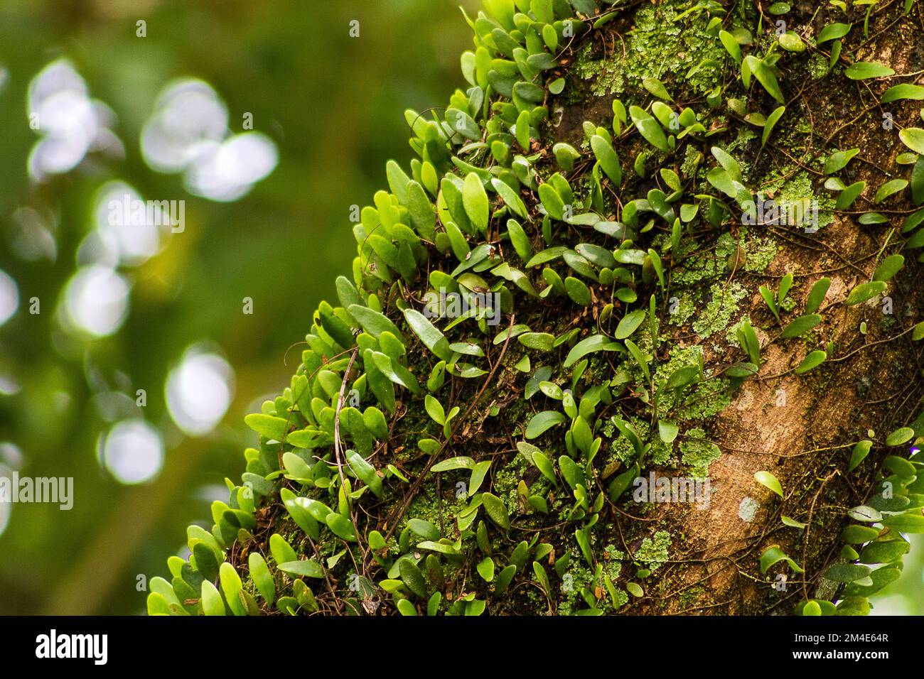 Dragon scale fern on a parkland tree Stock Photo Alamy