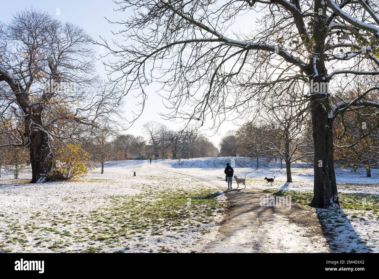 dog walker enjoys some  winter sunshine in deep freeze under arctic blast, snow covers tree branches and ground in Greenwich Southeast London England Stock Photo