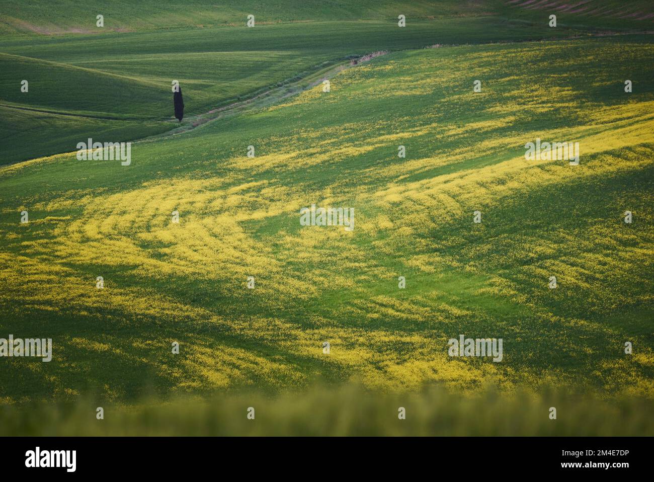 An aerial view of single tree in beautiful yellow and green meadow ...