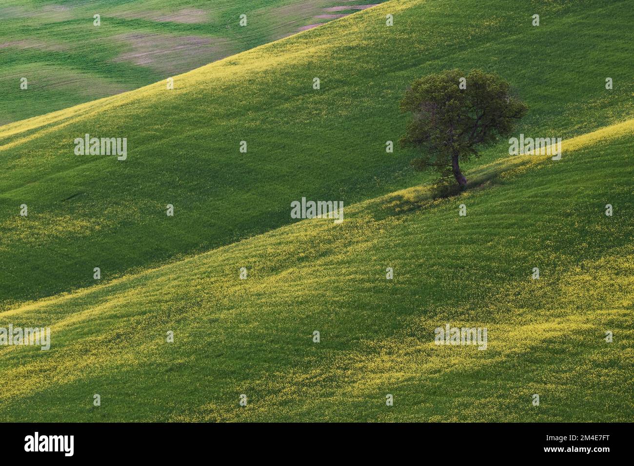 An aerial view of single tree in beautiful yellow and green meadow ...