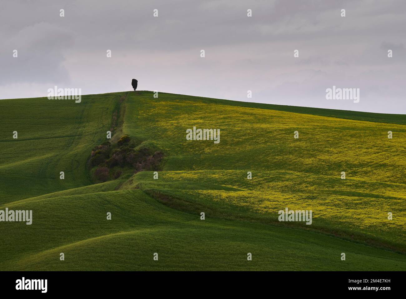 An aerial view of single tree on the top of beautiful yellow and green ...