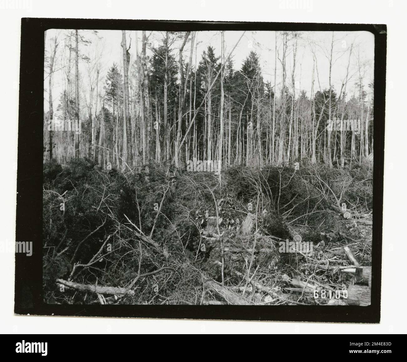 Cut Over Areas: General. Photographs Relating to National Forests ...