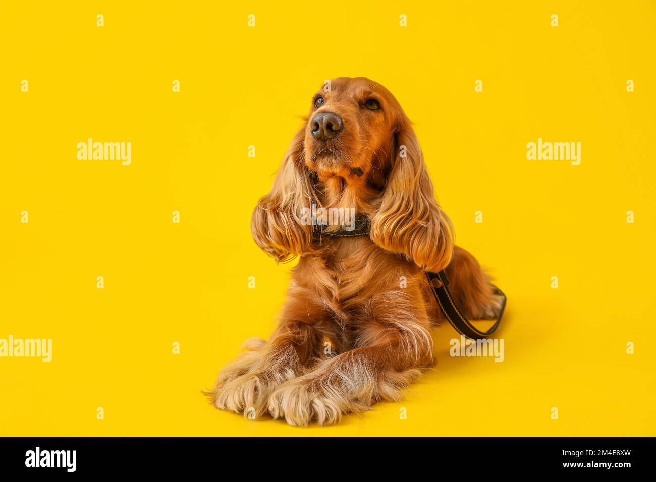 Red cocker spaniel lying on yellow background Stock Photo