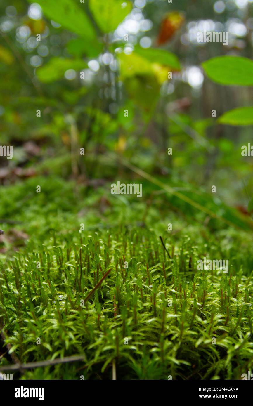 Green moss in form hi-res stock photography and images - Alamy