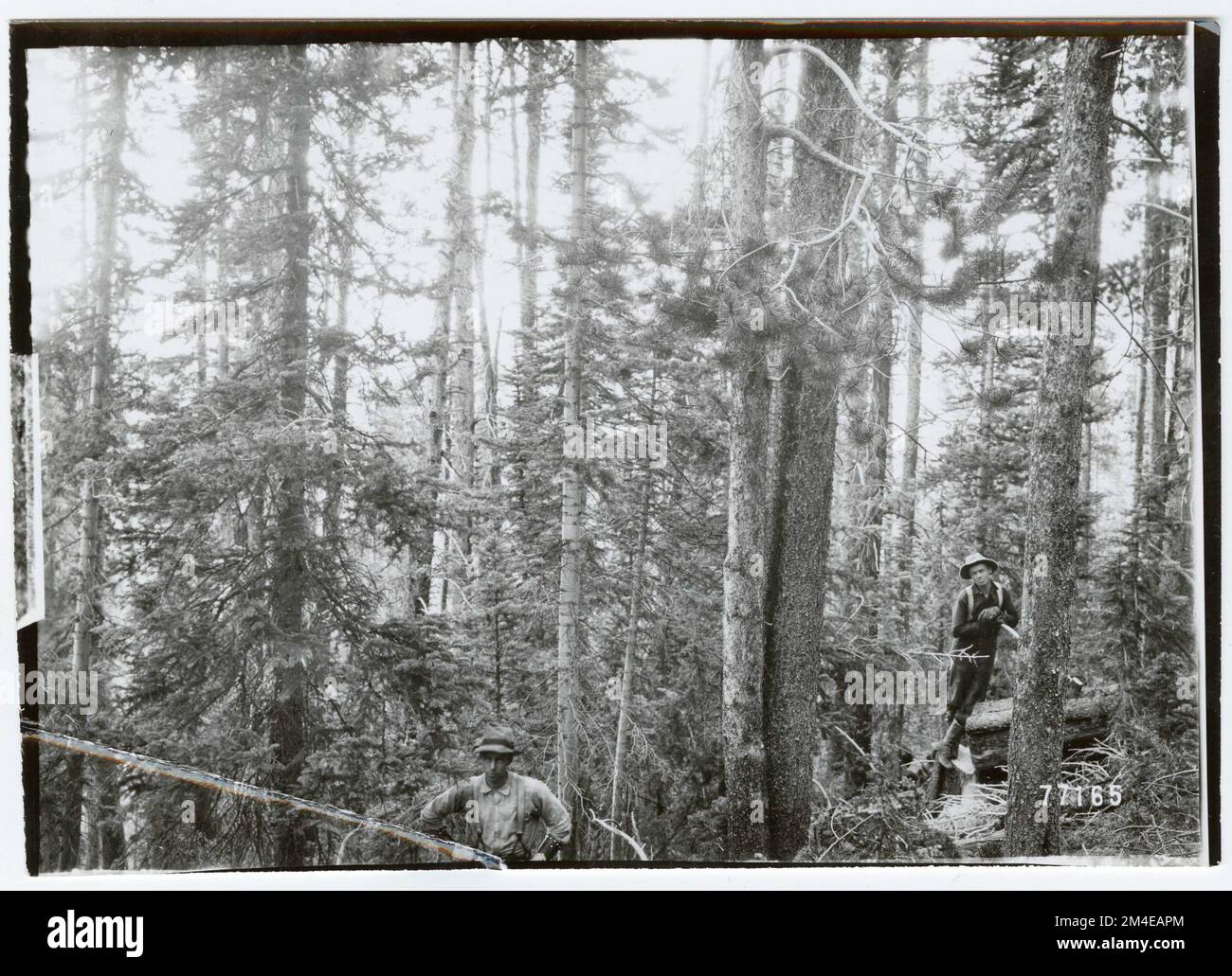 Logging: Marking. Photographs Relating to National Forests, Resource ...