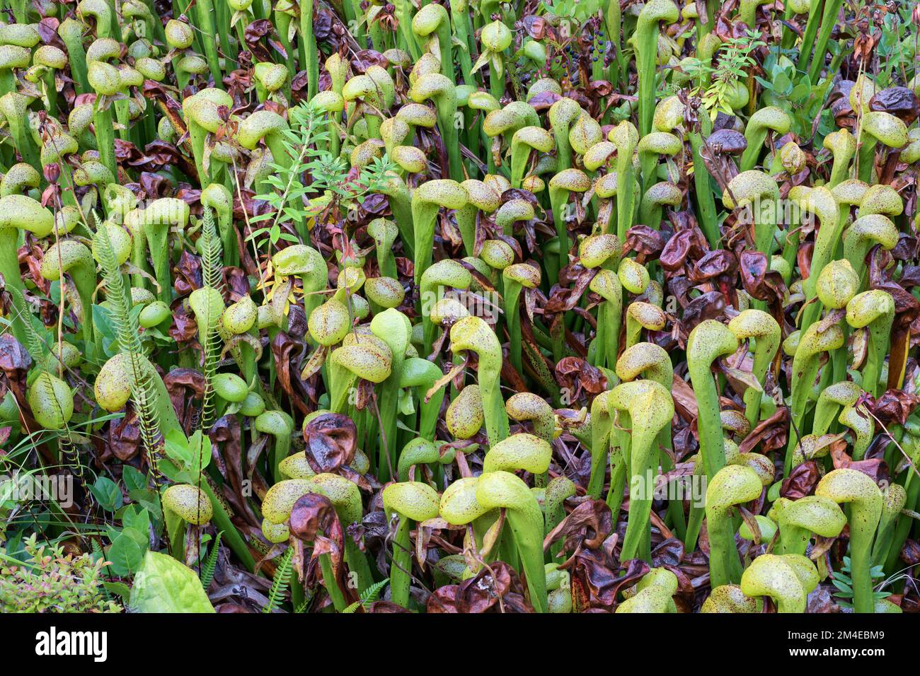 Carnivorous Darlingtonia Californica in fall also known as Cobra Lily in the wild Stock Photo