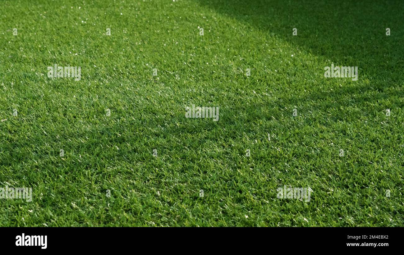 Green grass lawn lawn closeup Stock Photo - Alamy