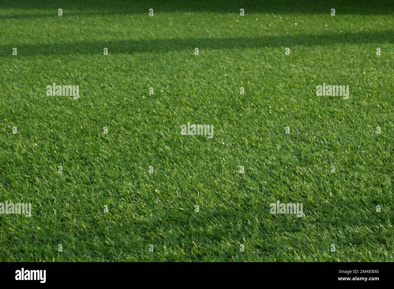 Green grass lawn lawn closeup Stock Photo - Alamy