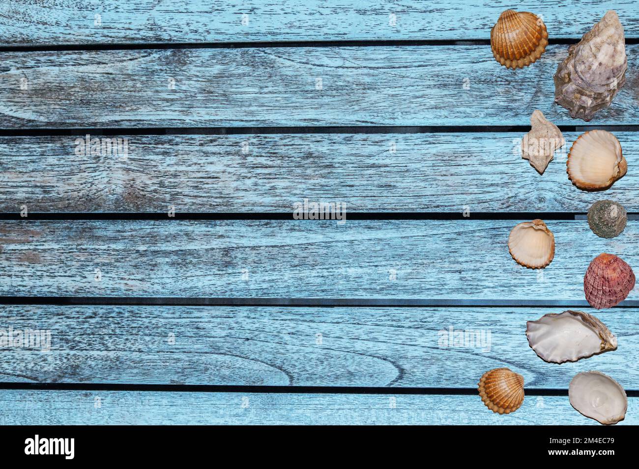 summer banner different seashells on a light blue background Stock Photo