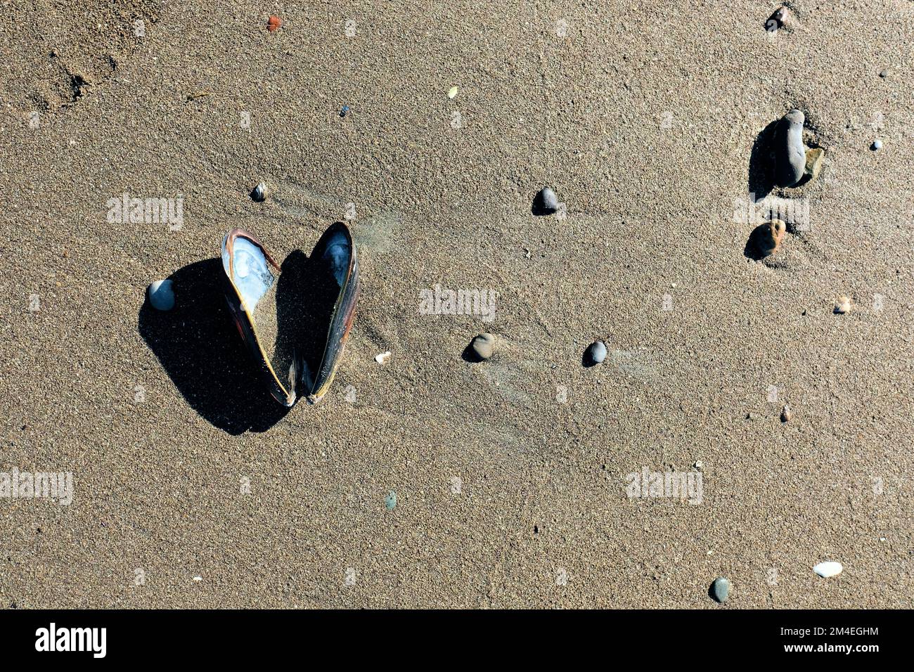 California mussel (Mytilus californianus); large edible bivalve mollusk