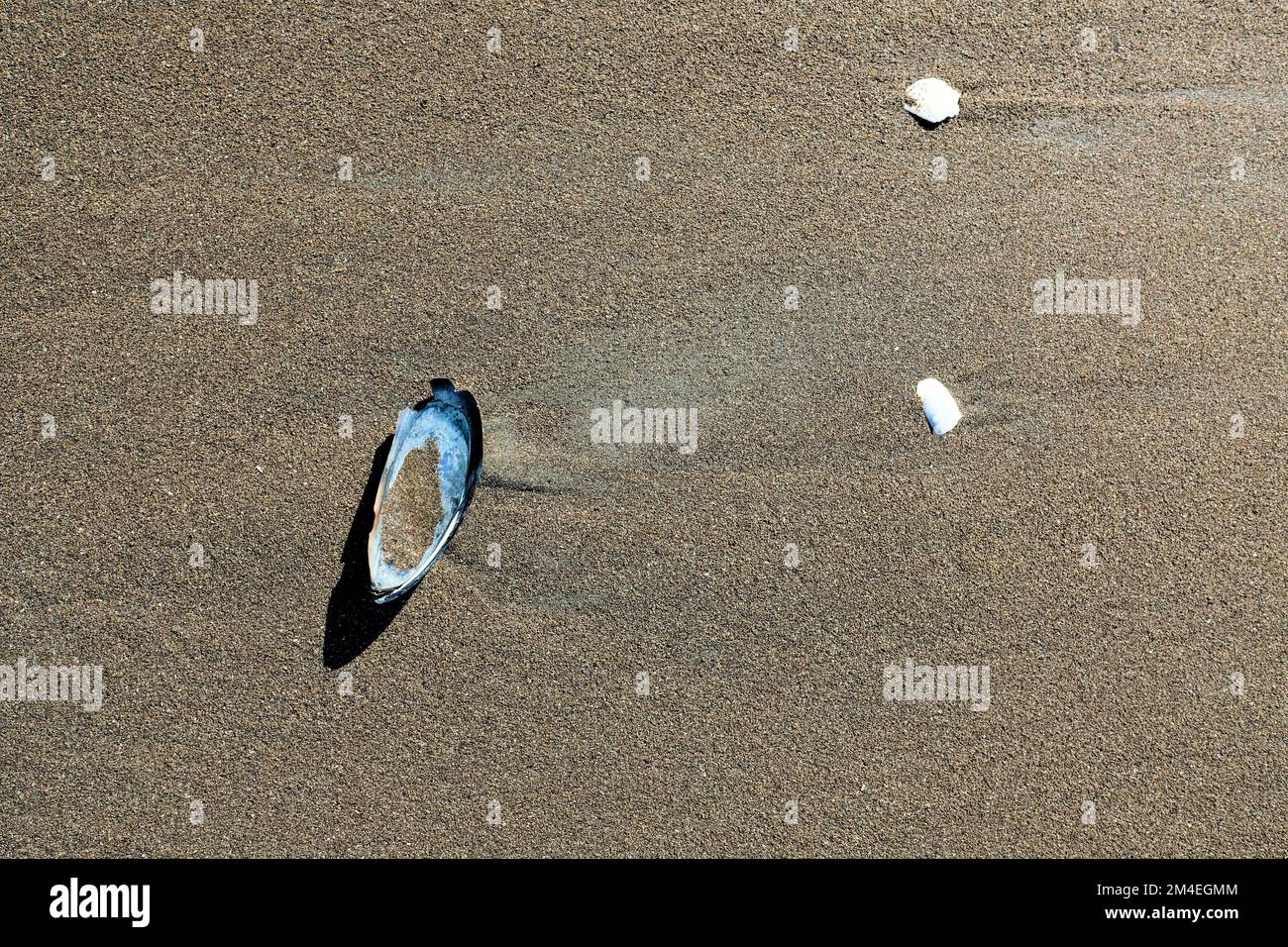 California mussel (Mytilus californianus); large edible bivalve mollusk ...