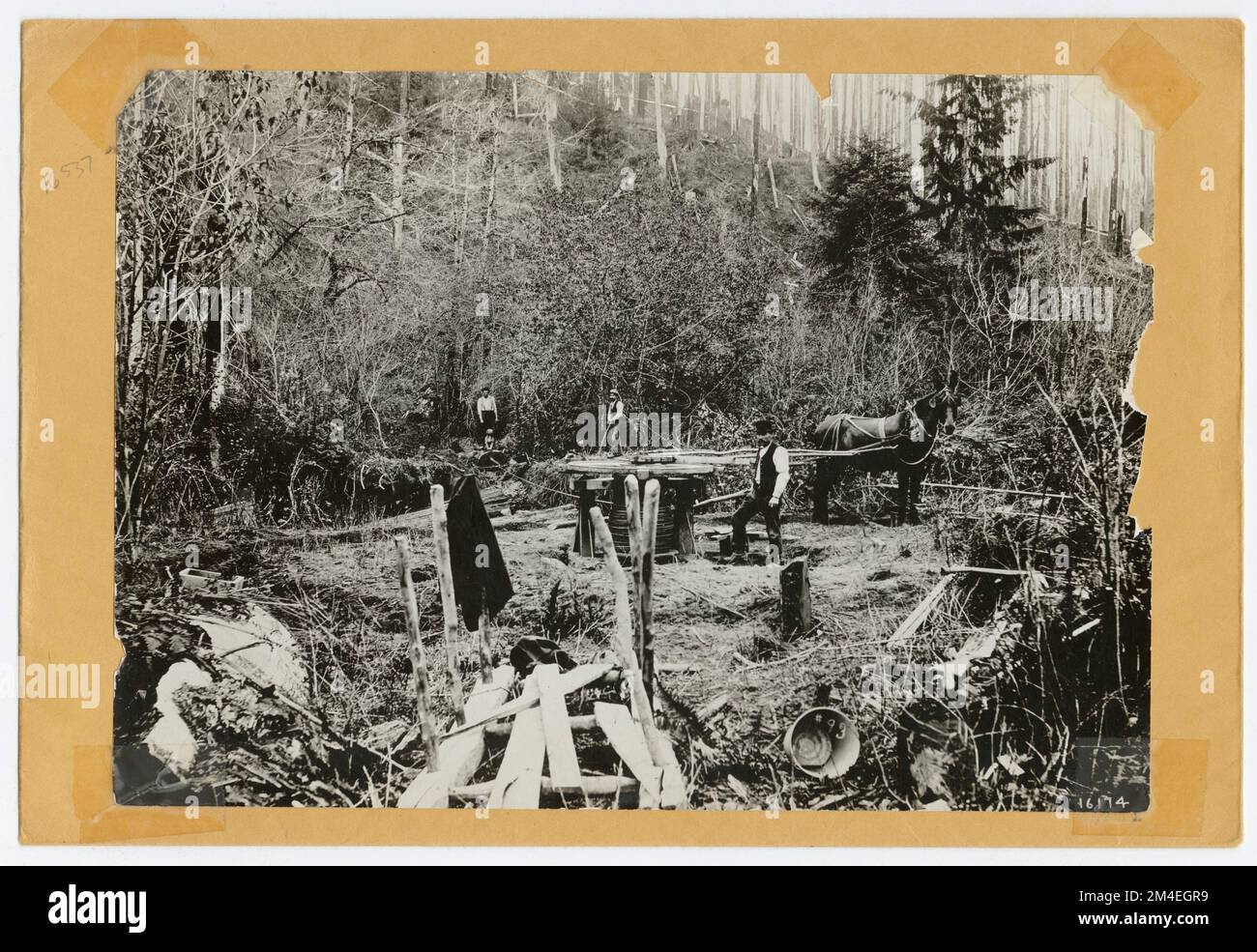 Historical Logging. Photographs Relating to National Forests, Resource