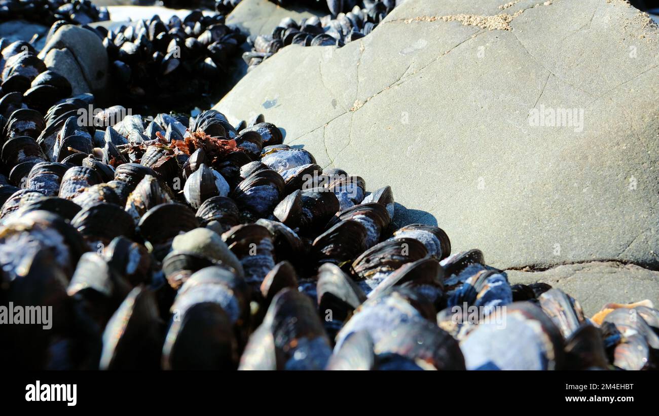 California mussel bed (Mytilus californianus); large edible bivalve