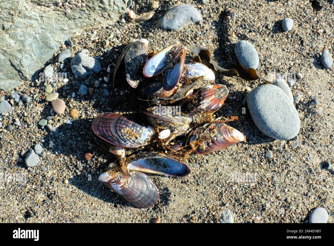 Open California mussels (Mytilus californianus); large edible bivalve