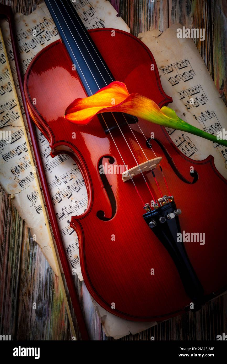 Calla Lily Resting On Violin Still Life Stock Photo
