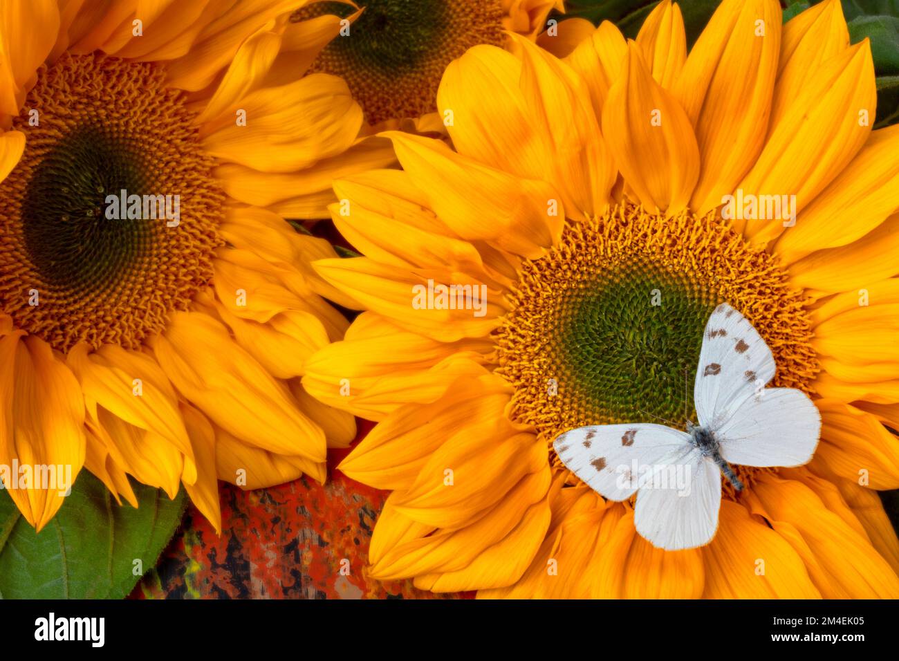 Beautiful White Butterfly On Sunflowerwhite Stock Photo Alamy