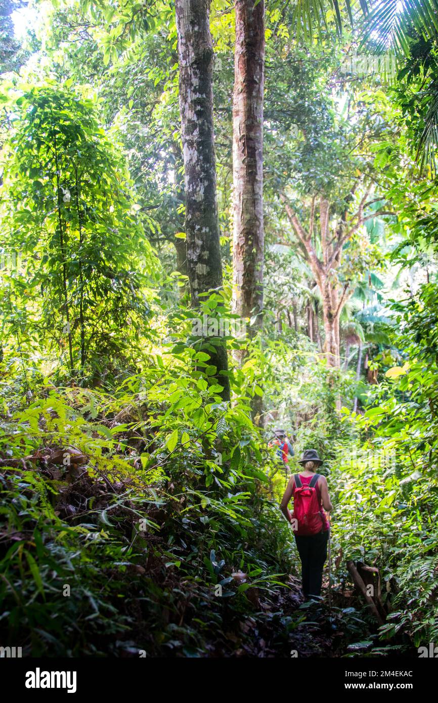 A vertical back view of a female hiker in a forest Stock Photo - Alamy