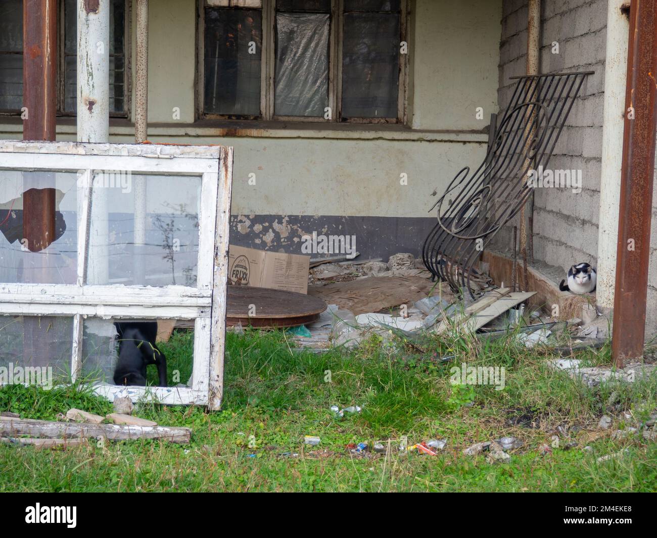 An old broken window among the debris. Construction rubbish. Dump. Place of repair. Yard with cat and dog Stock Photo