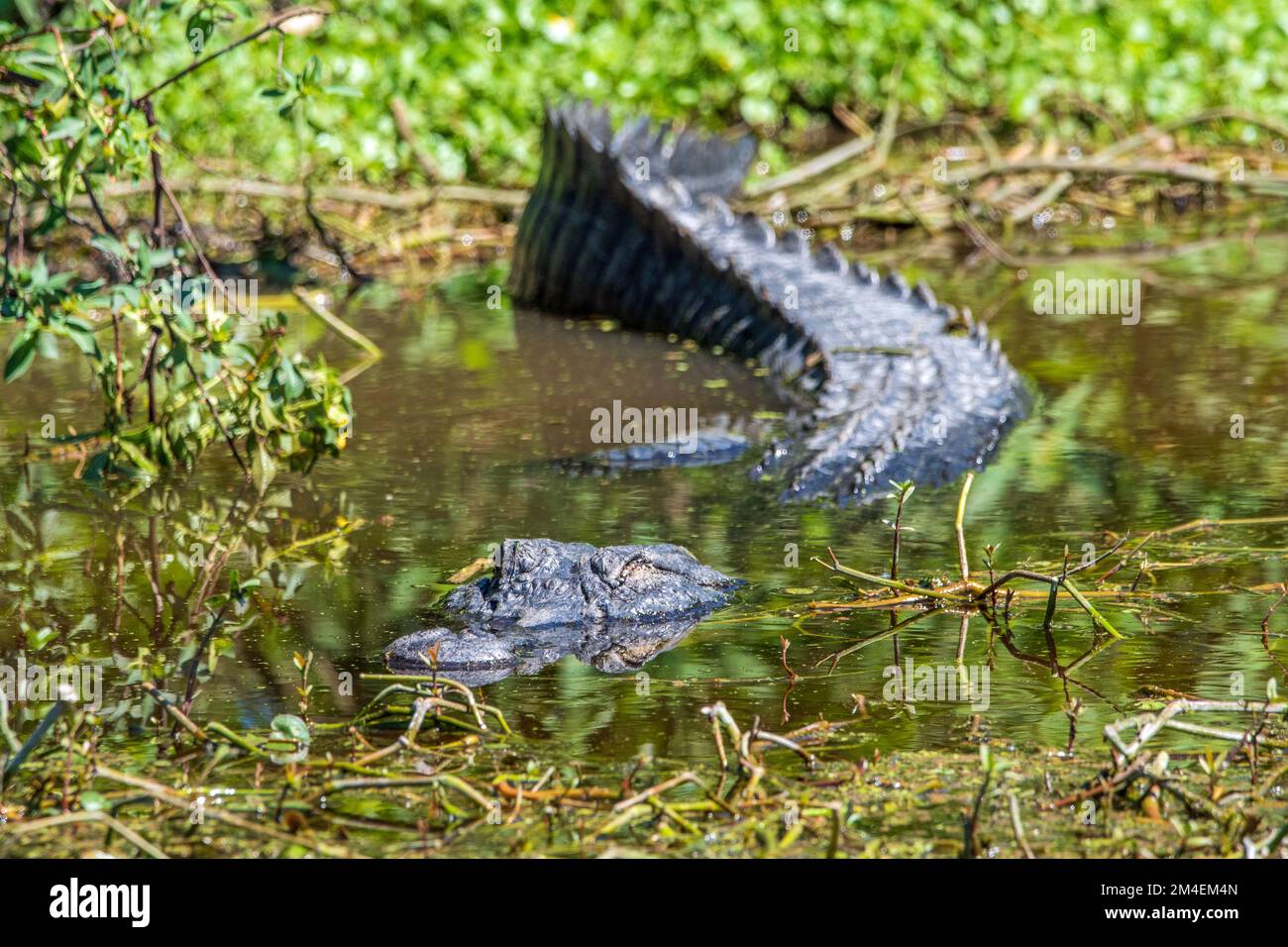 A wild alligator in a Florida swamp. Stock Photo