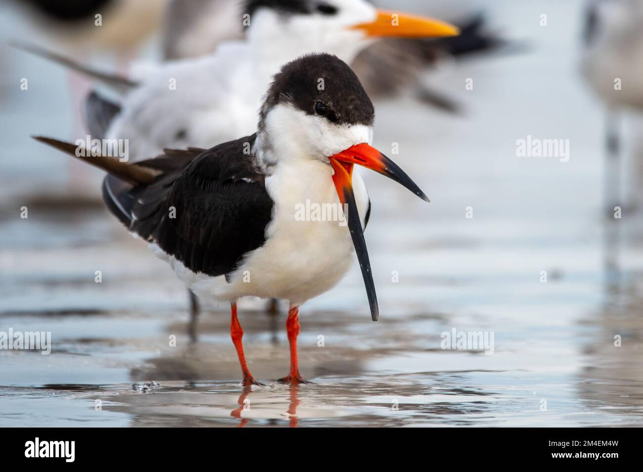 Black skimmers congregate on a beach in Florida Stock Photo Alamy