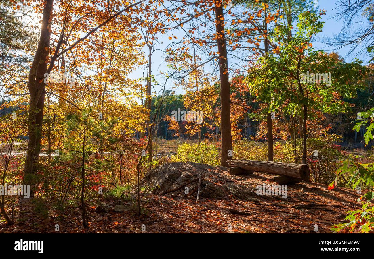 Observation point. Tree trunk bench on a rocky outcrop. Mixed forest ...