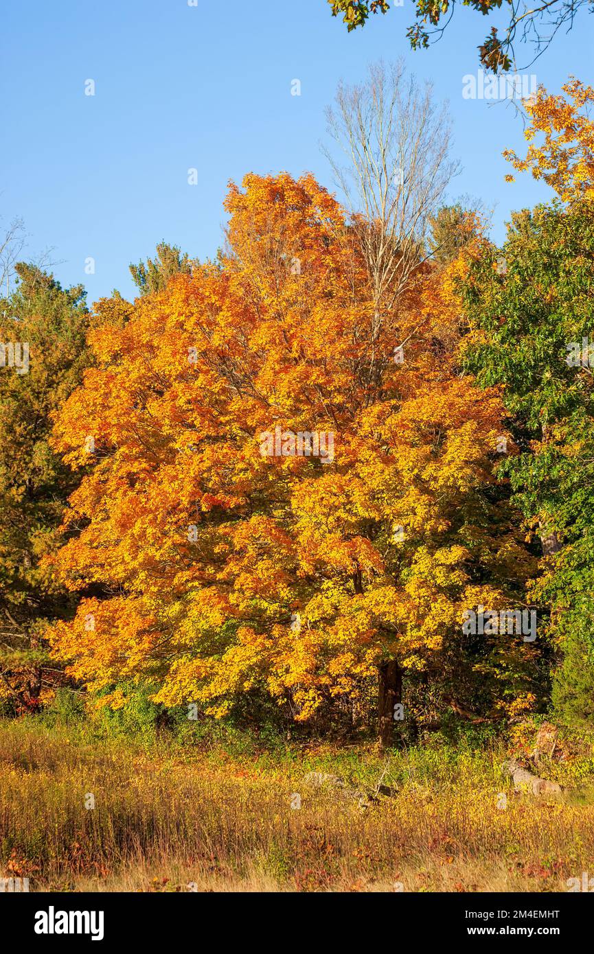 Trail passing by a golden sugar maple (Acer saccharum). Canopy in ...