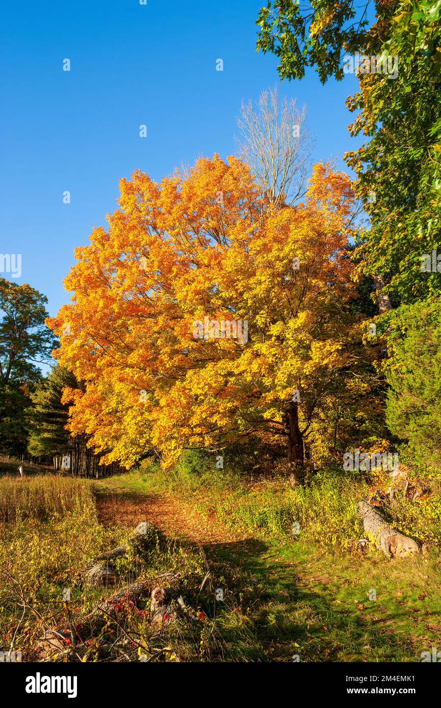 Trail passing by a golden sugar maple (Acer saccharum). Canopy in ...