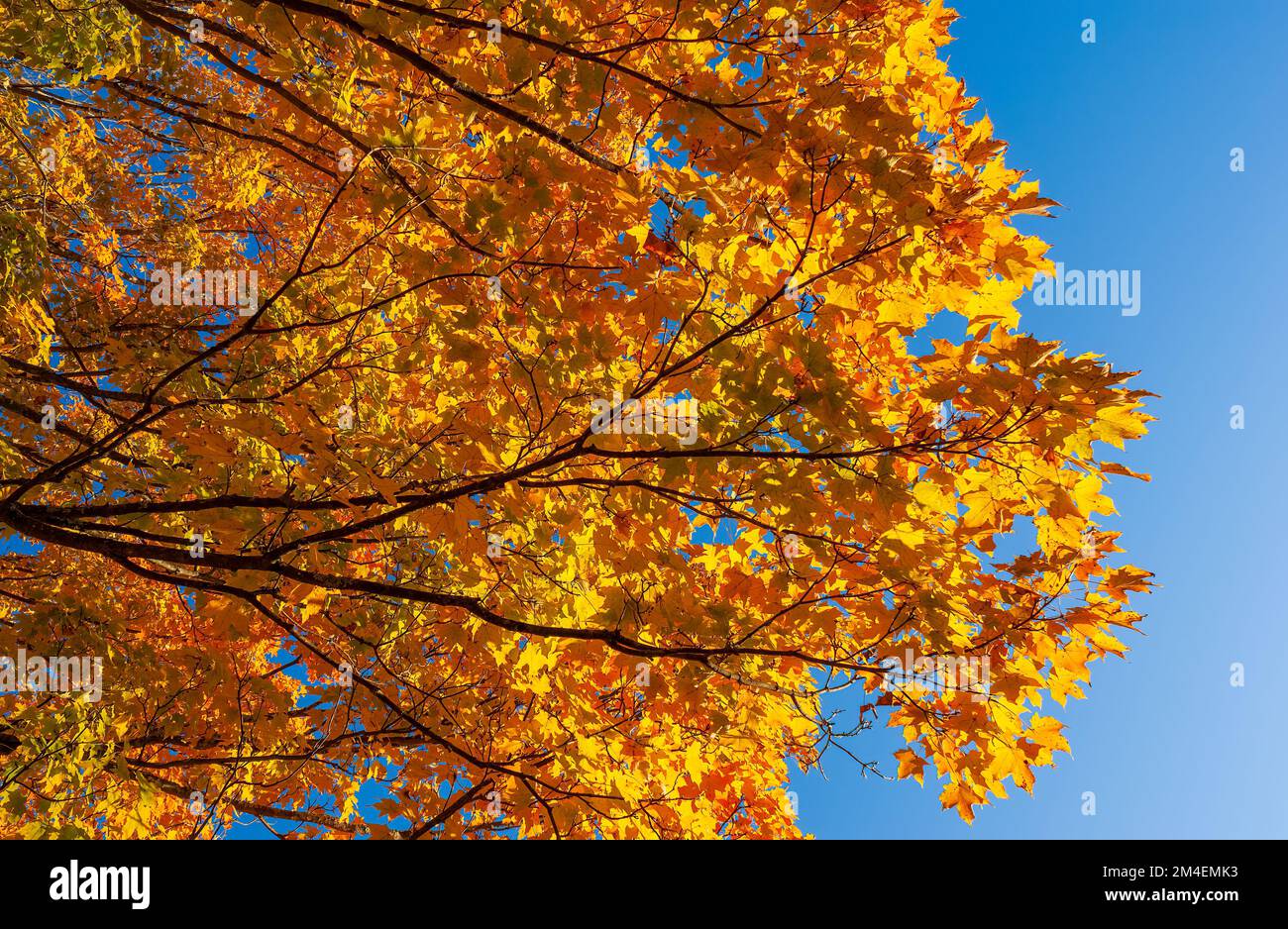 The canopy of a golden sugar maple (Acer saccharum) at peak fall