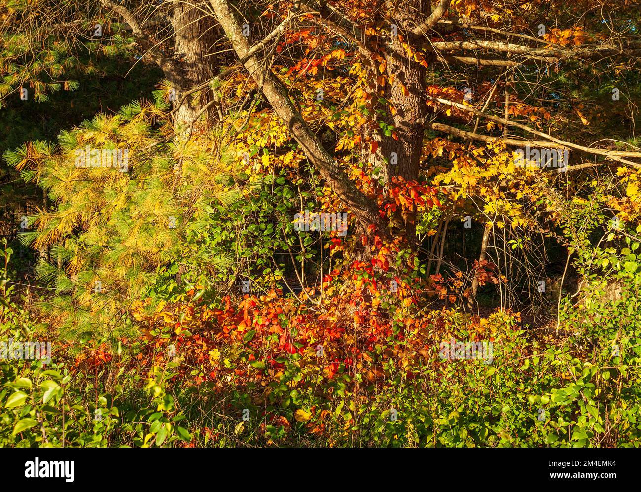 The trunk of a eastern white pine tree (Pinus strobus) and shrubs at peak fall foliage, in shades of brilliant yellow, orange and red. Natick, MA Stock Photo
