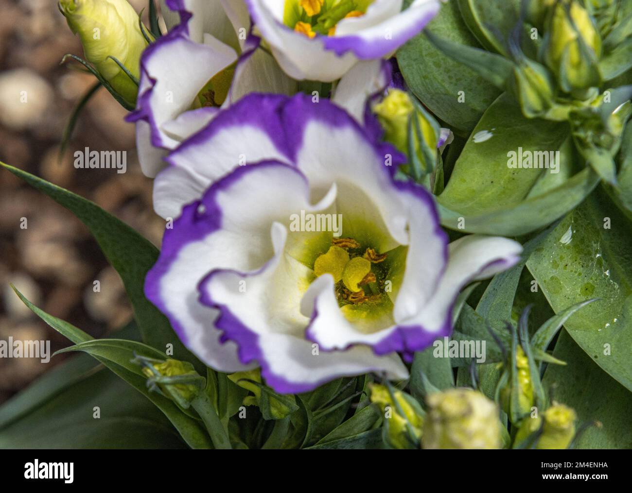 Macro of inside of lisianthus flower Stock Photo