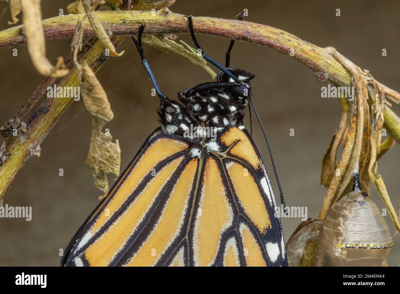 Close up of Monarch Butterfly showing veins in wings Stock Photo Alamy