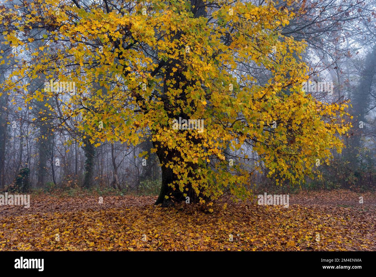 The beautiful autumn colors in a forest Stock Photo - Alamy