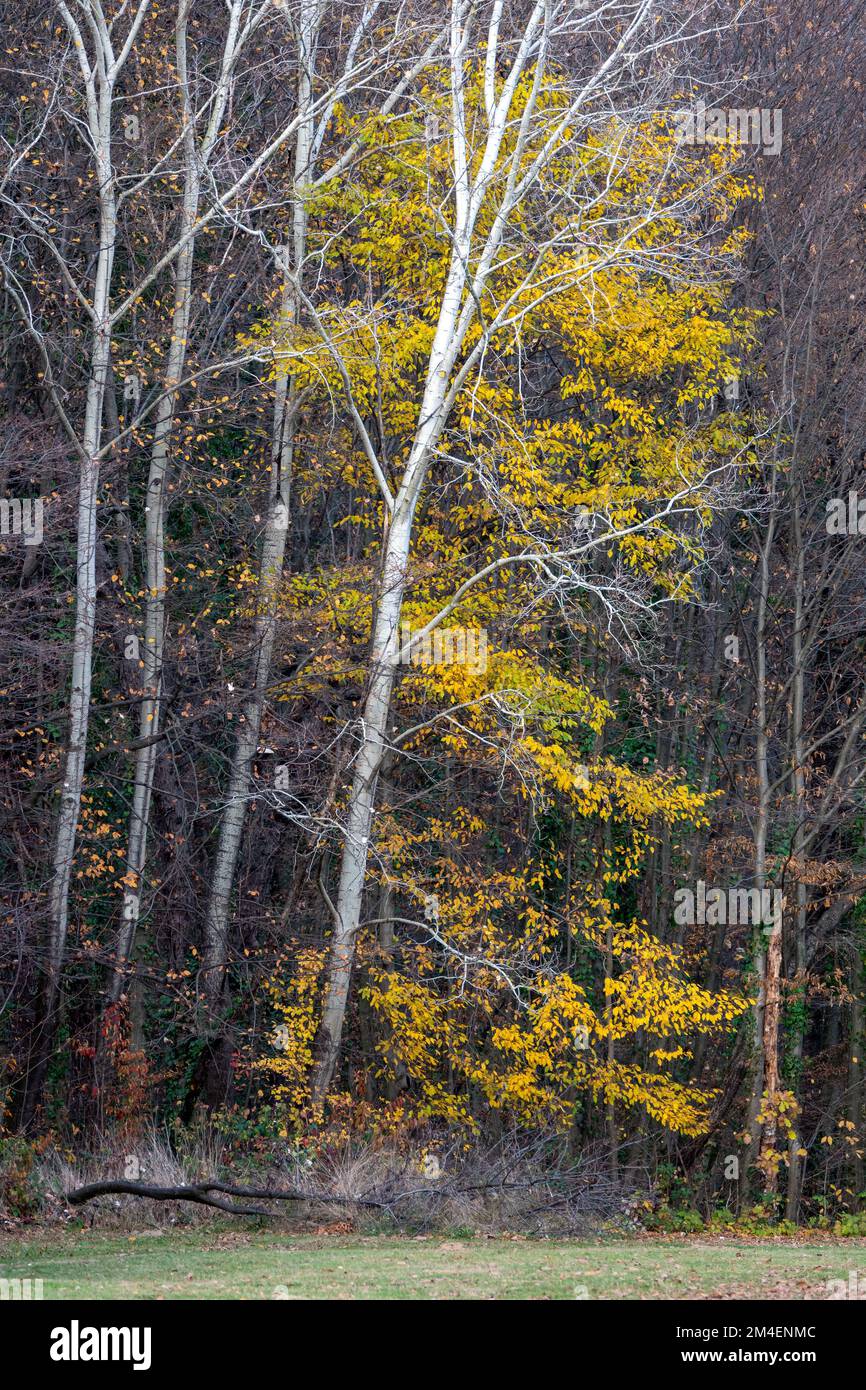 The beautiful autumn colors in a forest Stock Photo - Alamy