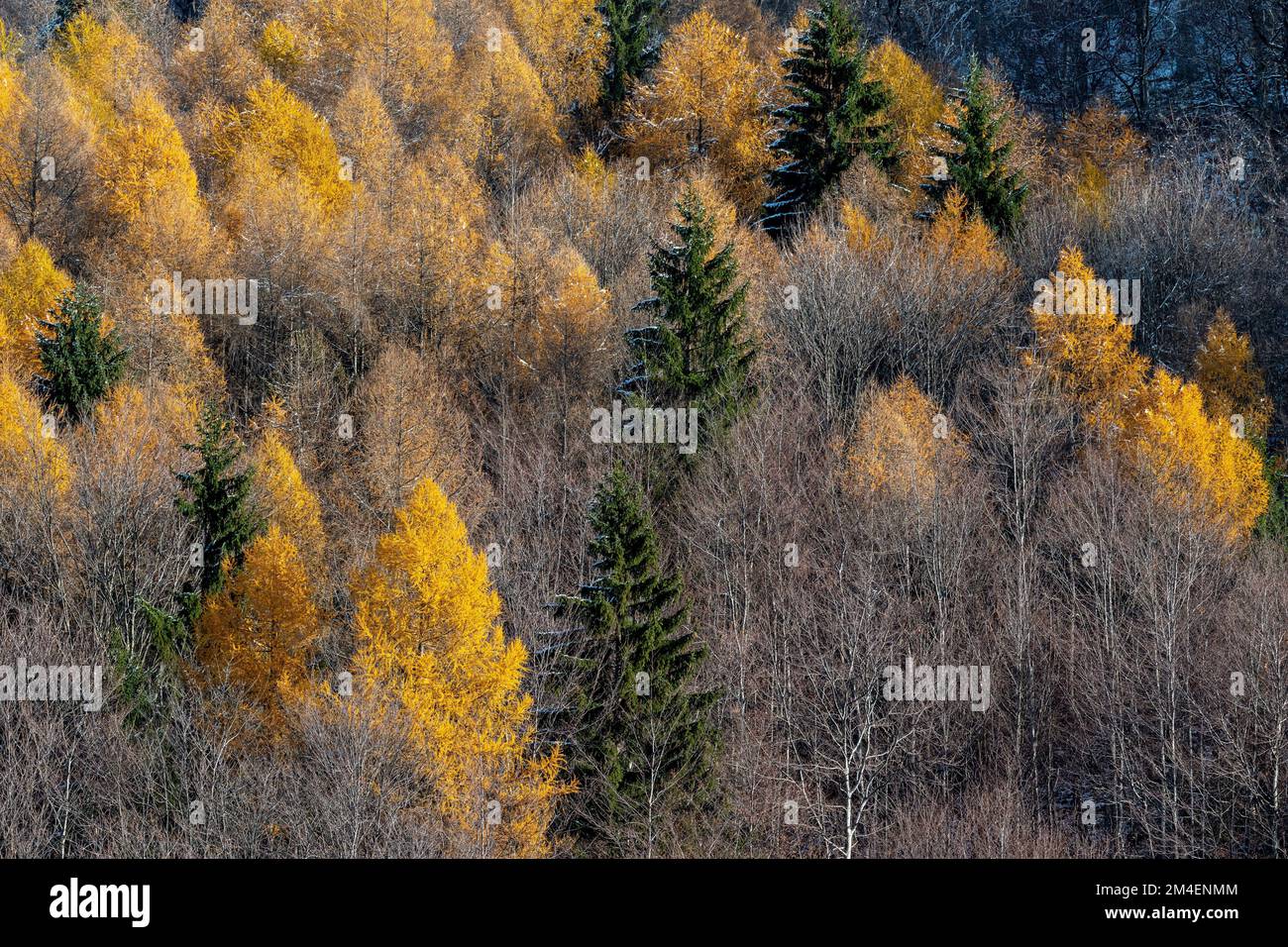 The beautiful autumn colors in a forest Stock Photo - Alamy