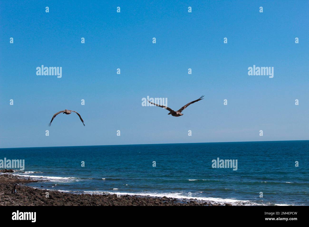 Two beautiful birds flying along the ocean shore in Puerto Penasco, Mexico Stock Photo