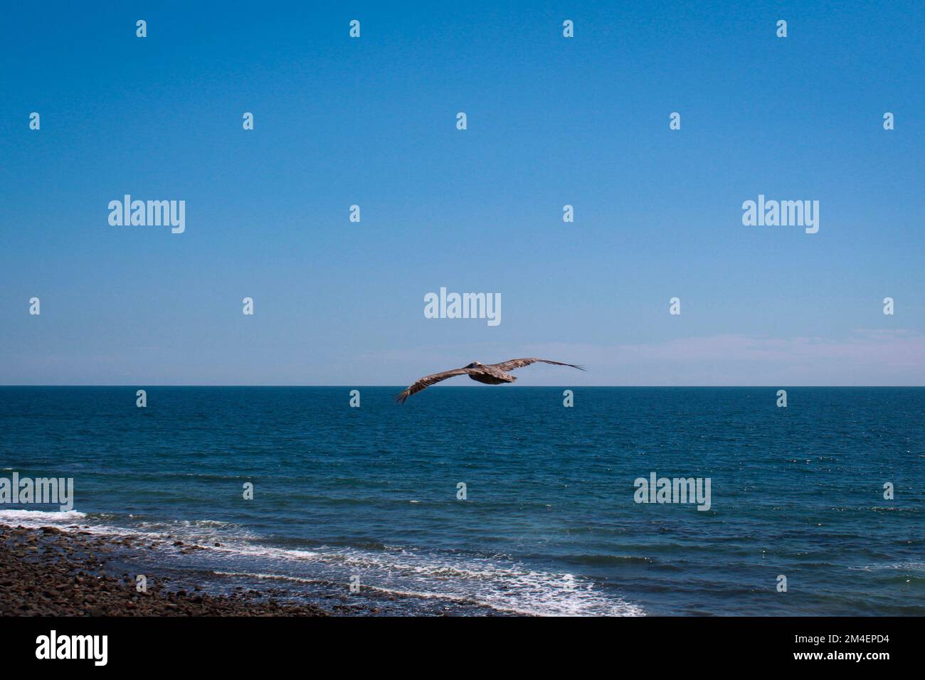 Bird coasting along the ocean shore in Puerto Penasco, Mexico (Rocky Point) Stock Photo
