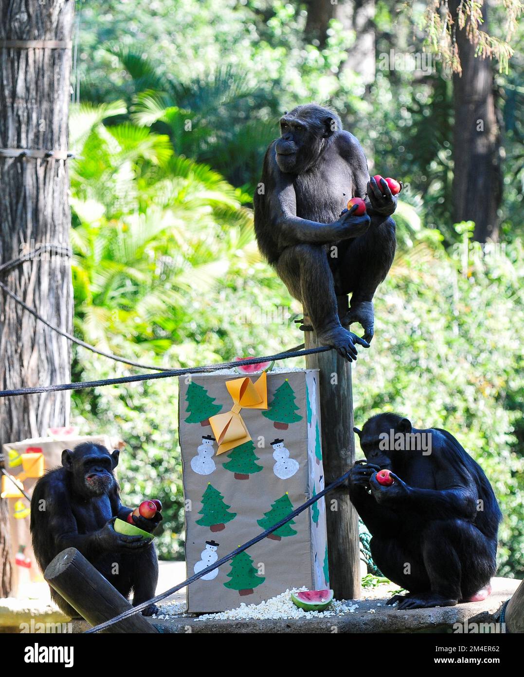 Chimpanzees eat the fruits and popcorn they received as gifts from