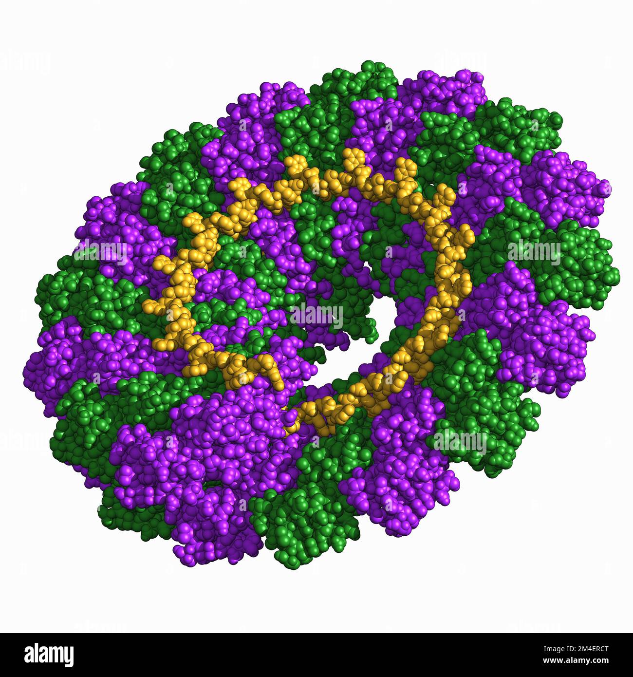 Tobacco mosaic virus capsid, molecular model Stock Photo - Alamy