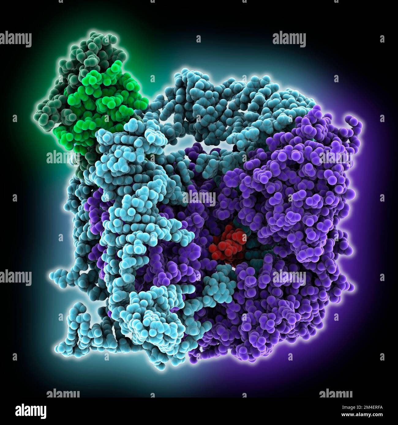 Human telomerase RNP with histones, molecular model Stock Photo - Alamy